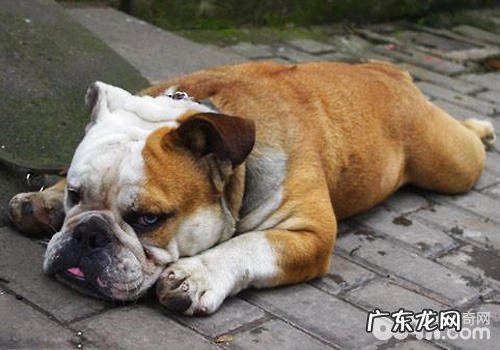 犬淋巴肿瘤严重吗