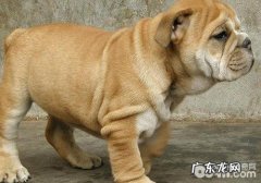 犬淋巴肿瘤严重吗