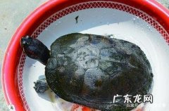 巴西龟一般吃什么 巴西龟吃什么食物