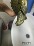 巴西龟眼睛睁不开怎么办发红肿胀 巴西龟眼睛睁不开怎么办