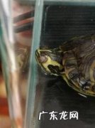 巴西龟眼睛肿了睁不开怎么办没药 巴西龟眼睛肿了睁不开怎么办