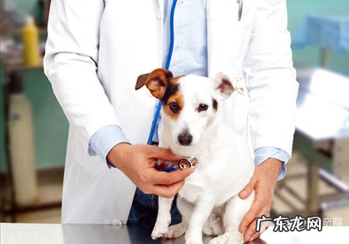 什么状况最好是尽早送小狗到医院