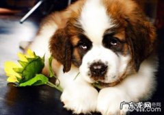 绝育手术是否风险