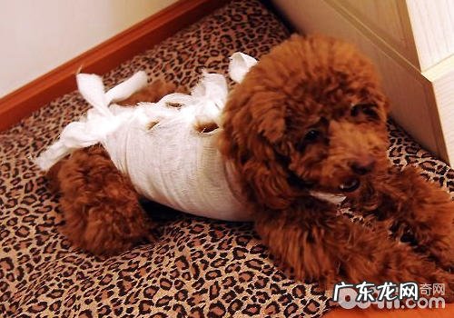 绝育手术是否风险