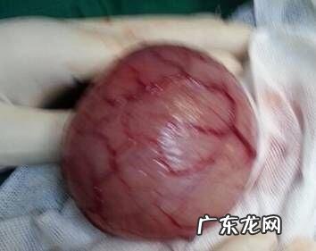 一例犬尿石症的医治及感受