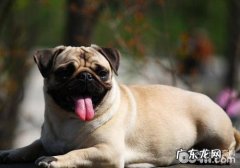 小狗呼吸系统难题有什么