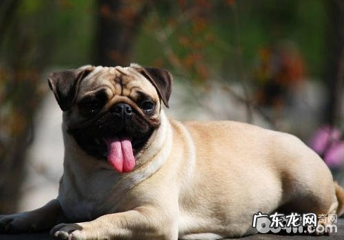 小狗呼吸系统难题有什么