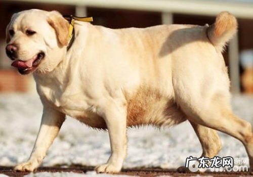 如何预防小狗骨关节病