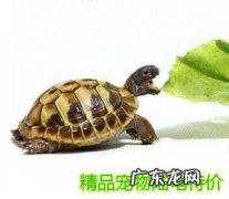 巴西龟吃什么蔬菜长的快 巴西龟吃什么蔬菜