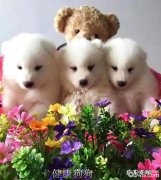 犬瘟细小那点事