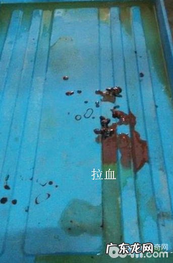 犬瘟细小那点事