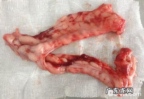 犬阴道内脱的确诊及医治体会心得