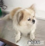 犬阴道内脱的确诊及医治体会心得