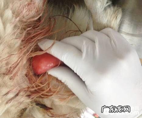 犬阴道内脱的确诊及医治体会心得