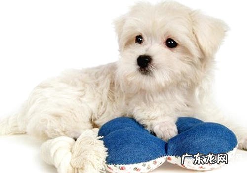 如何改进小狗分离焦虑症的难题