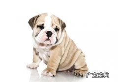 狗狗误食中毒了如何处理