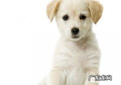 小狗食道的查验方式