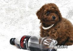 小狗是否狂犬病毒概率的分辨