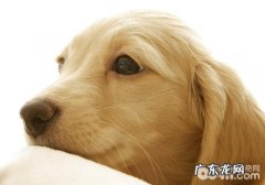 如何处理狗狗跳蚤难题