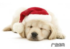 怎样对小狗的腹部检查