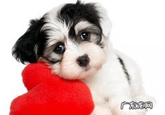 小狗腿瘸的缘故有什么