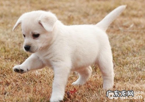 小狗腿瘸的缘故有什么