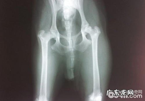 小狗腿瘸的缘故有什么