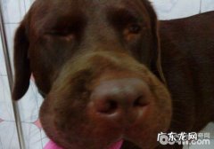 小狗被蜜蜂蛰了该怎么办