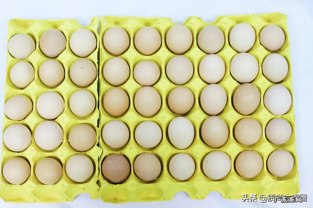 煮蛋器十大品牌排行榜 煮蛋器哪个牌子好