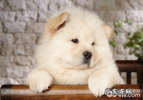 小狗的悬趾有必要除去