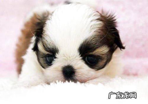 怎么知道小狗人体是不是痛疼