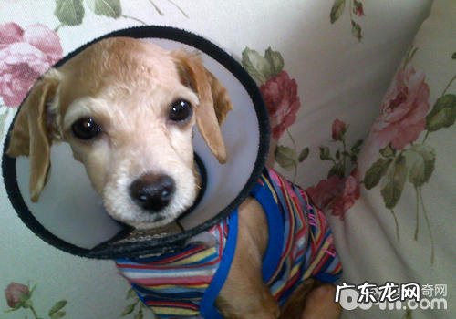 狗狗眼部创伤的解决方式