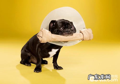 狗狗眼部创伤的解决方式