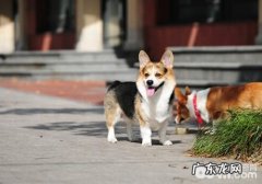 狗狗呕吐的种类有什么