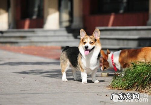 狗狗呕吐的种类有什么