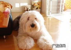 如何检查小狗的呼吸道