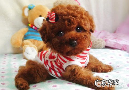 泰迪犬的肌肤问题可分成几类