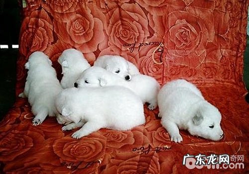 为何幼狗更非常容易得细微