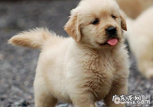 为何幼狗更非常容易得细微