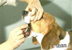 如何吃狗粮狗吃口服药物