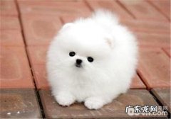 怎样辨别小狗是发烧感冒還是传染性疾病