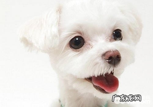 怎样看待小狗的眼泪难题