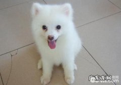 怎样看待小狗的眼泪难题