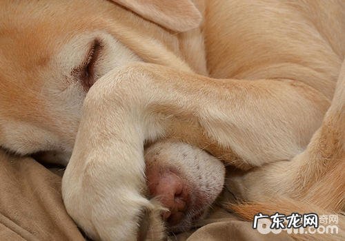 安乐死方法详细介绍