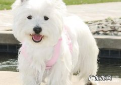 白被毛犬品种的常见疾病