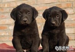 小狗不一样难题的处理方法