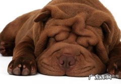 新生儿幼狗室息解决