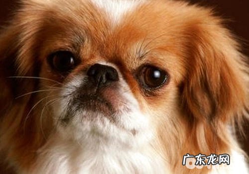犬糖尿病患者的相对解决