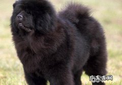 如何检查小狗的咽喉部