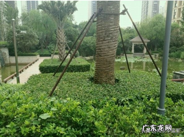 京东紫晶房价多少钱一个平方?小区居住体验如何?